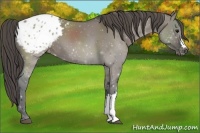 Horse Color:Grullo Appaloosa 
