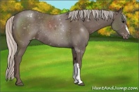 Horse Color:Silver Black Appaloosa Rabicano