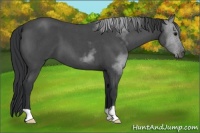 Horse Color:Blue Roan 
