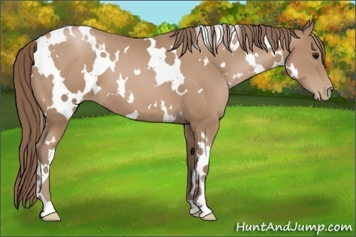 Horse Color:White Spotted Black Pearl 