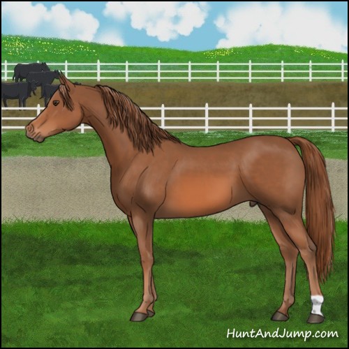 Horse Color:Chestnut 