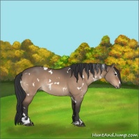 Horse Color:White Spotted Brown Dun Sabino Rabicano