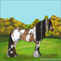 Horse Color:Gray White Spotted Bay Dun