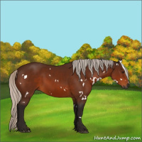 Horse Color:Gray White Spotted Silver Bay 