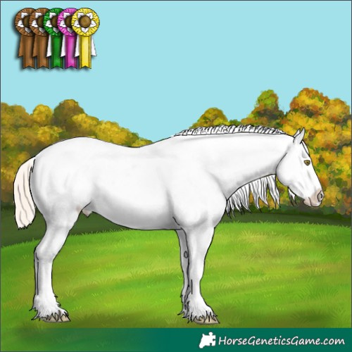 Horse Color:Palomino Dun Appaloosa 