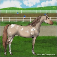 Horse Color:White Spotted Liver Red Dun
