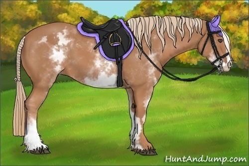 Horse Color:White Spotted Chestnut Frame