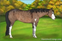 Horse Color:Brown Dun Sabino