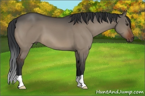 Horse Color:Brown Dun