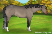 Horse Color:Brown Dun