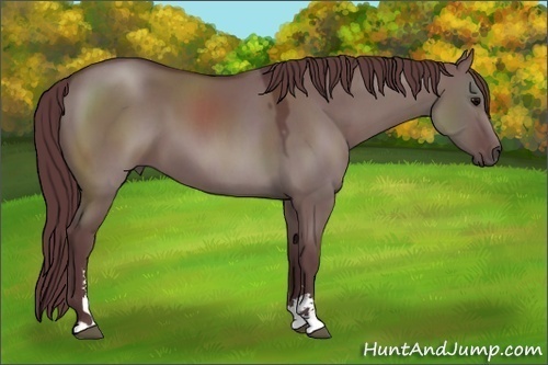 Horse Color:Unknown 