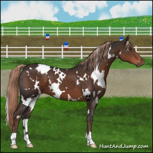 Horse Color:White Spotted Liver Chestnut 