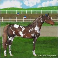 Horse Color:White Spotted Liver Chestnut 