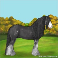 Horse Color:Black Sabino 