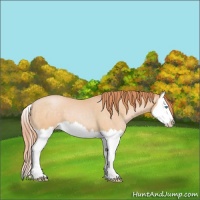 Horse Color:Buckskin Pearl Splash
