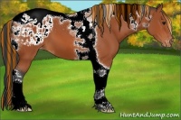 Horse Color:Painted Bay Tobiano Appaloosa 