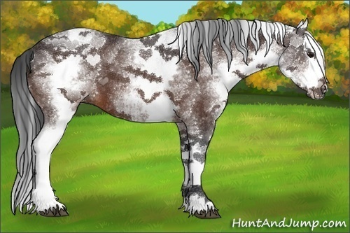 Horse Color:White Spotted Bay Splash 