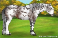 Horse Color:White Spotted Bay Splash 