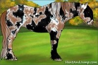 Horse Color:White Spotted Chestnut Splash 
