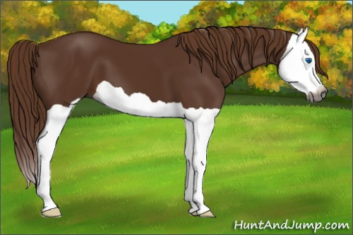 Horse Color:Gray Chestnut Splash 