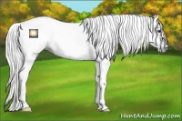 Horse Color:Gray Liver Chestnut 