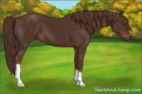 Horse Color:Gray Chestnut 