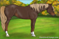 Horse Color:Gray Chestnut 