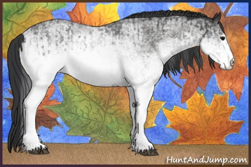 Horse Color:White Spotted Blue Roan Rabicano  and White Spotted Blue Roan Rabicano 