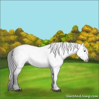 Horse Color:Gray Black 
