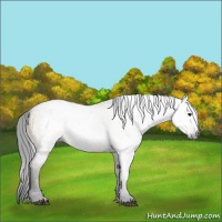 Horse Color:Gray Bay Dun 