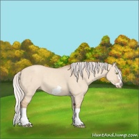 Horse Color:Silver Classic Champagne Dun Splash Frame