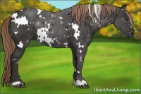 Horse Color:White Spotted Liver Chestnut 