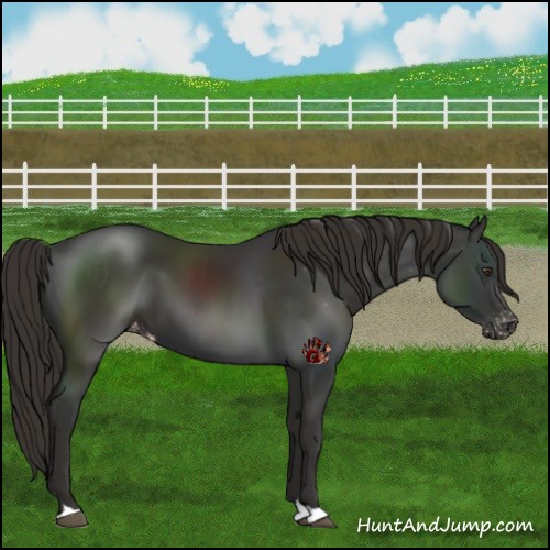 Horse Color:Liver Chestnut Appaloosa 
