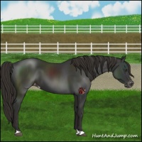 Horse Color:Liver Chestnut Appaloosa 