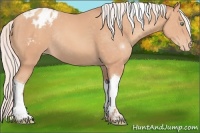 Horse Color:Silver Amber Champagne Tobiano Appaloosa Rabicano 