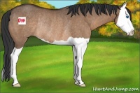 Horse Color:Bay Dun Splash Rabicano
