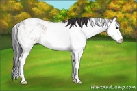 Horse Color:Bay Sabino Splash 