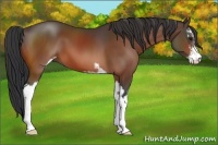 Horse Color:Bay Sabino 