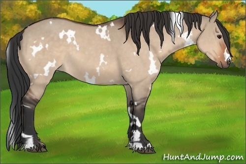 Horse Color:White Spotted Brown Dun 