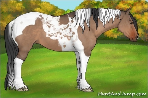 Horse Color:Bay Dun Tobiano 