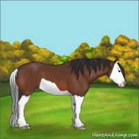 Horse Color:Bay Splash 