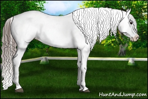 Horse Color:Black Splash Appaloosa