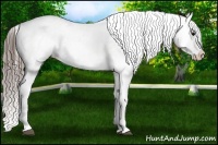 Horse Color:Black Splash Appaloosa 