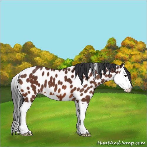 Horse Color:Bay Splash Appaloosa 