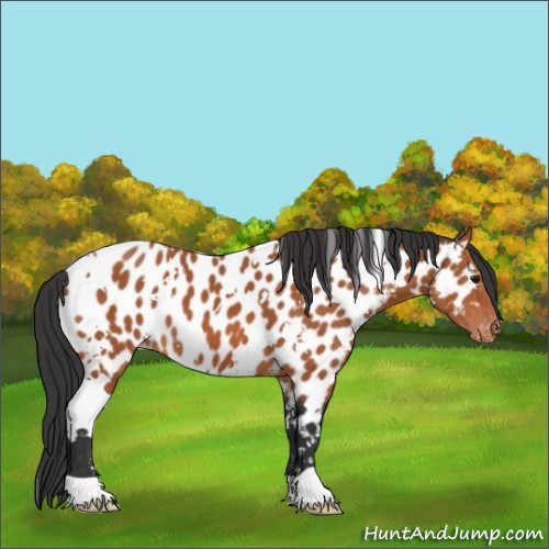 Horse Color:White Spotted Bay Appaloosa