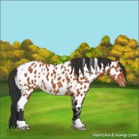 Horse Color:White Spotted Bay Appaloosa 
