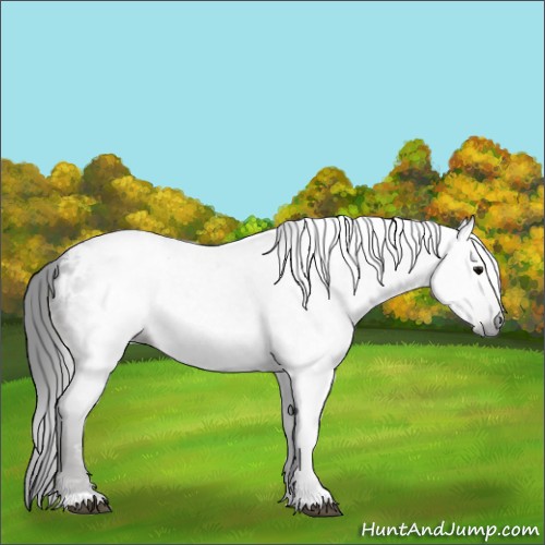 Horse Color:Gray Black Appaloosa 