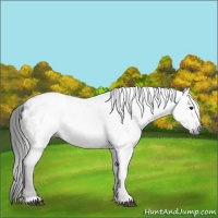 Horse Color:Gray Black Appaloosa