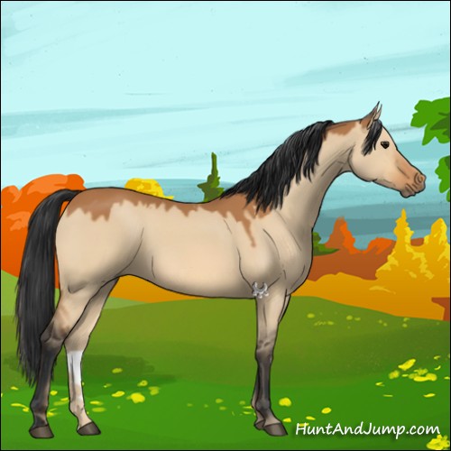 Horse Color:Bay Dun 