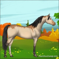 Horse Color:Bay Dun